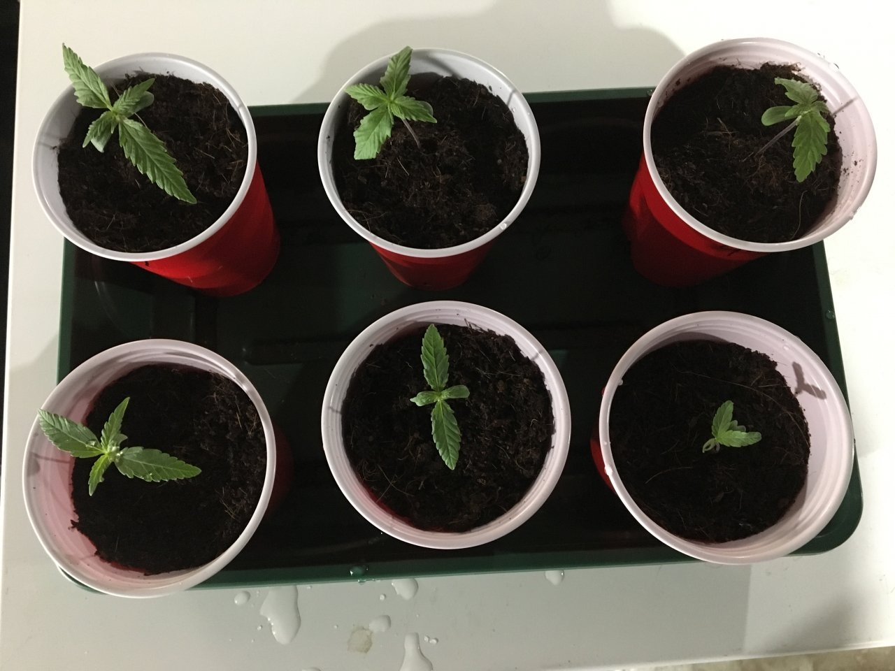 04 28 19 Seedlings.JPG