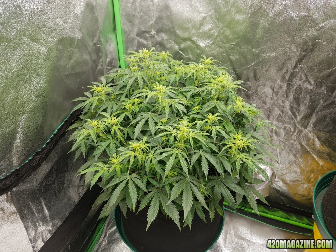 040518 Jack Herer Auto Day 49 1.jpg