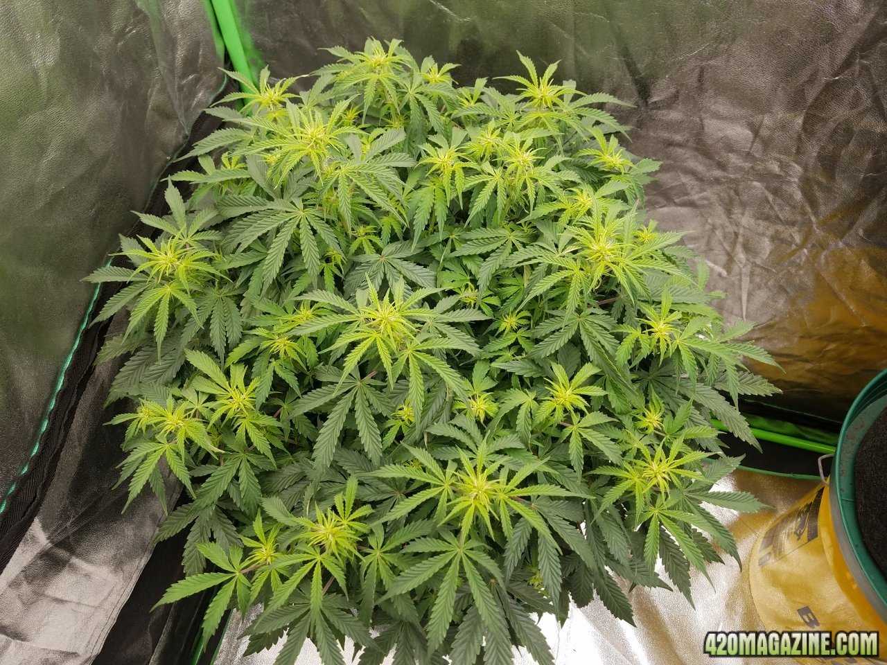 040518 Jack Herer Auto Day 49 2.jpg