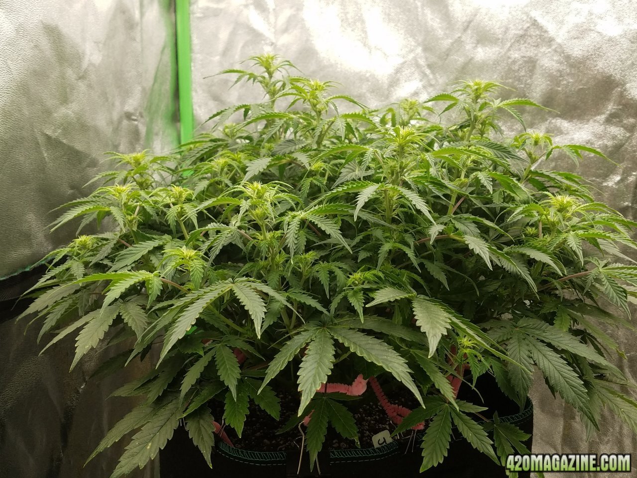 040518 Jack Herer Auto Day 49 4.jpg