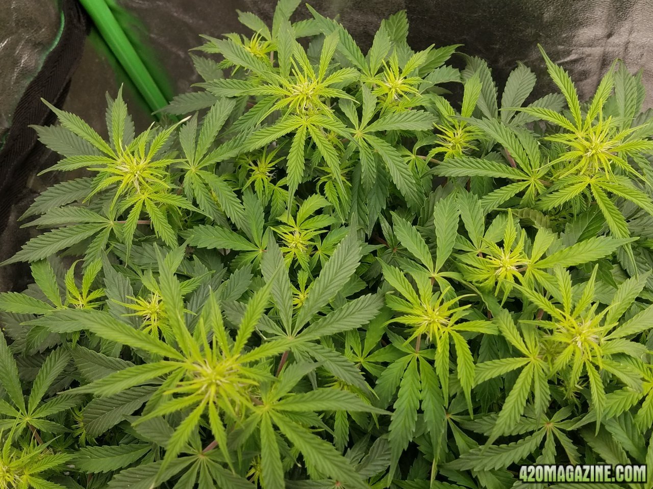 040518 Jack Herer Auto Day 49 6.jpg