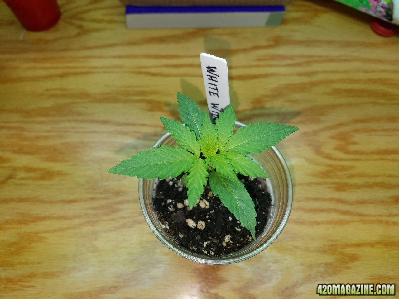 040518 White Widow Veg Day 4 1.jpg