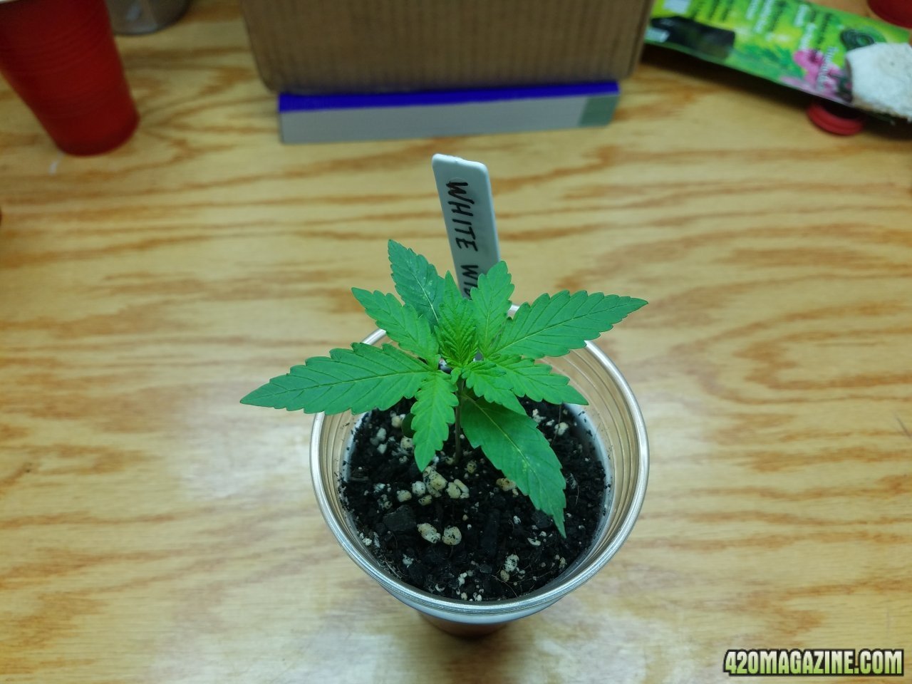 040518 White Widow Veg Day 4 3.jpg