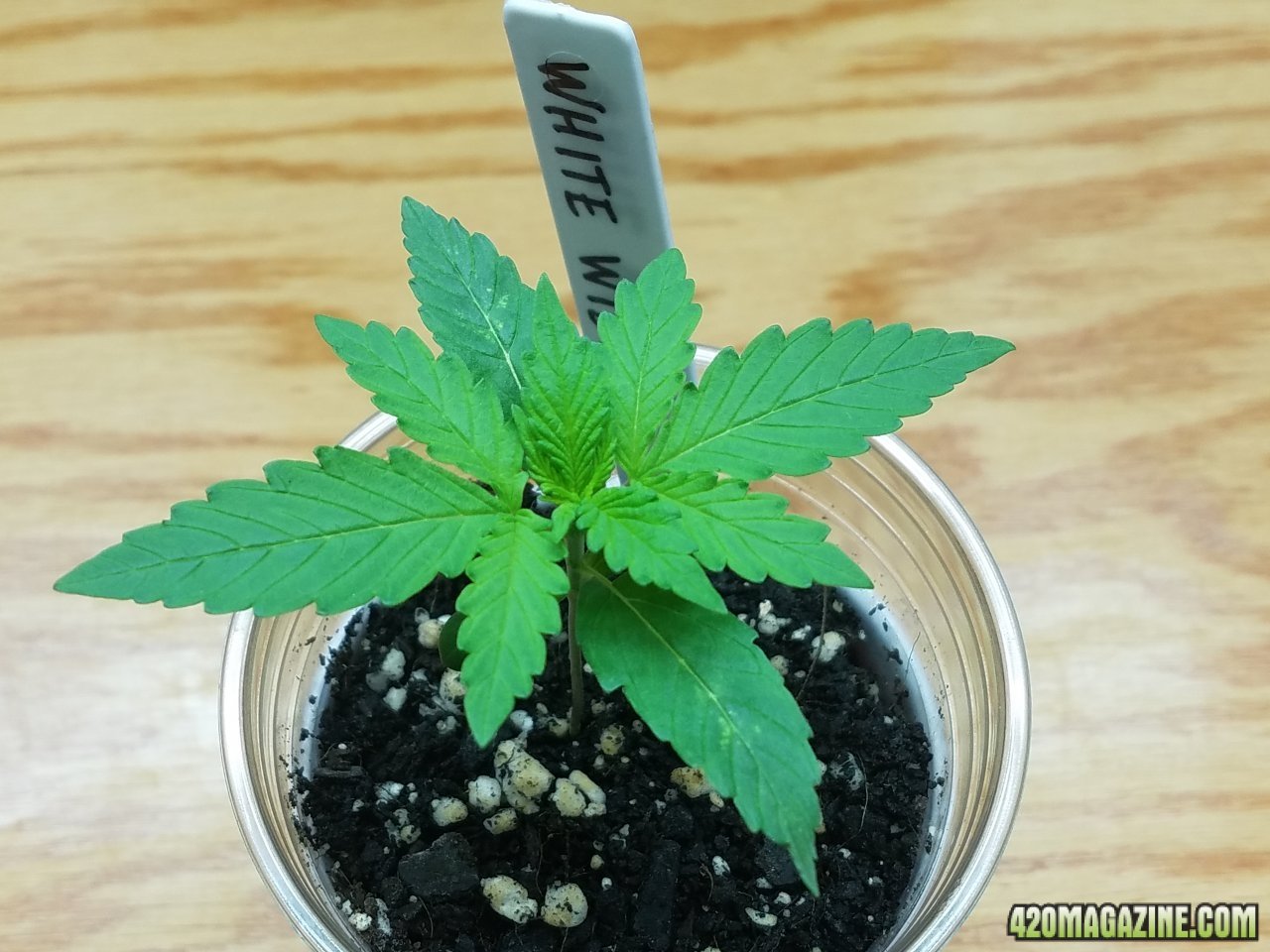 040518 White Widow Veg Day 4 4.jpg