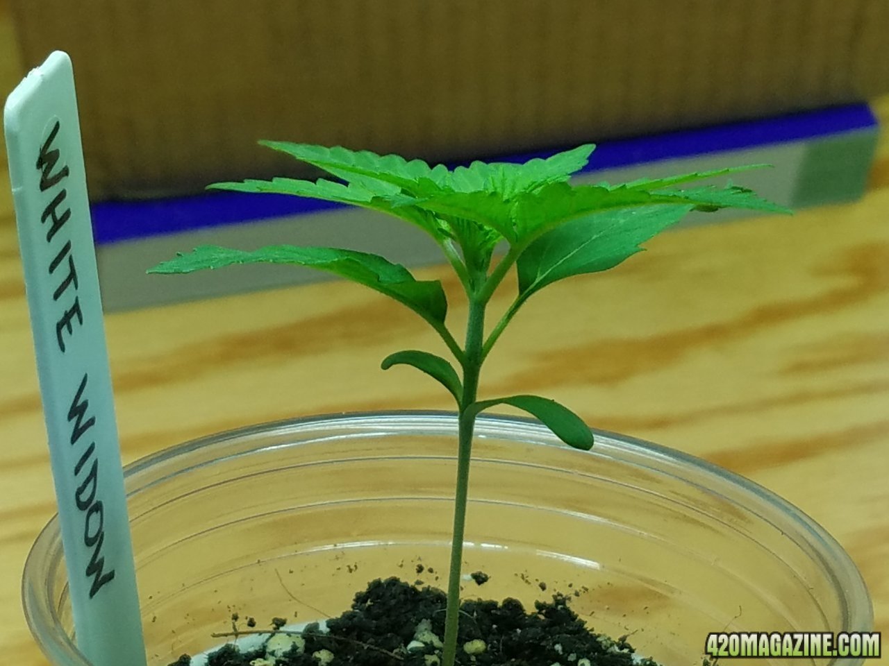 040518 White Widow Veg Day 4 6.jpg