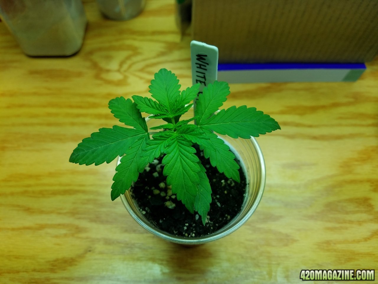 040718 White Widow Veg Day 6 1.jpg