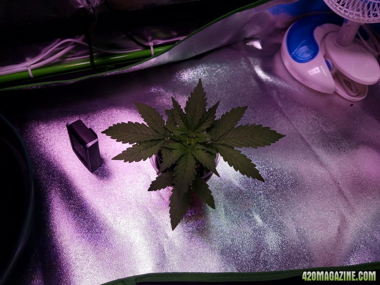 041318 White Widow Veg Day 12 1.jpg