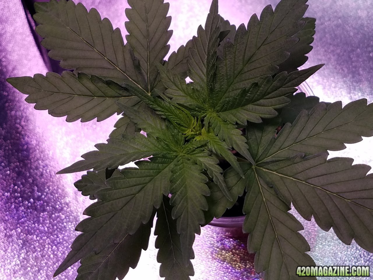 041318 White Widow Veg Day 12 3.jpg