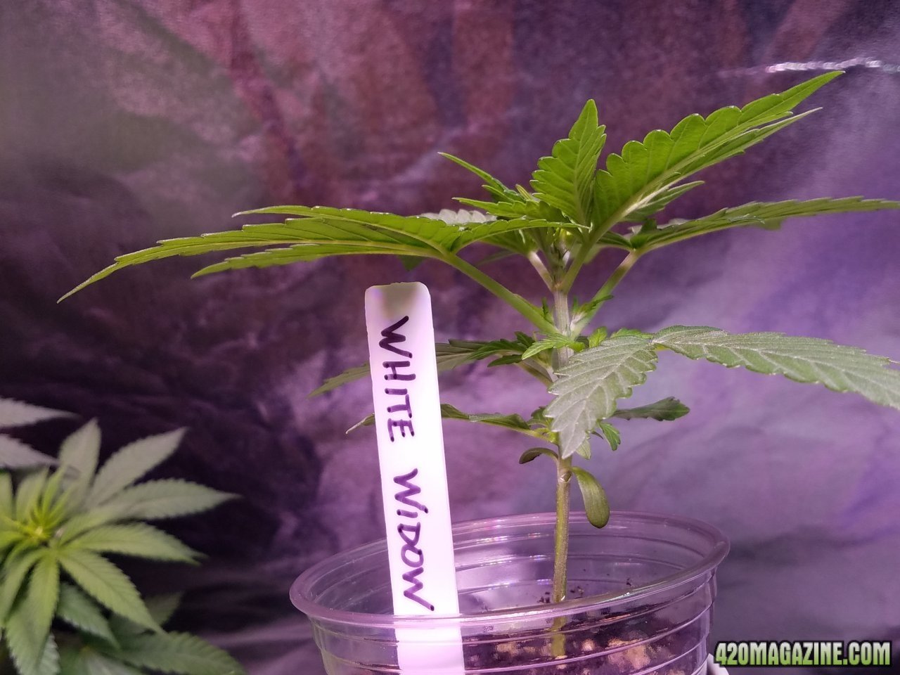 041318 White Widow Veg Day 12 6.jpg