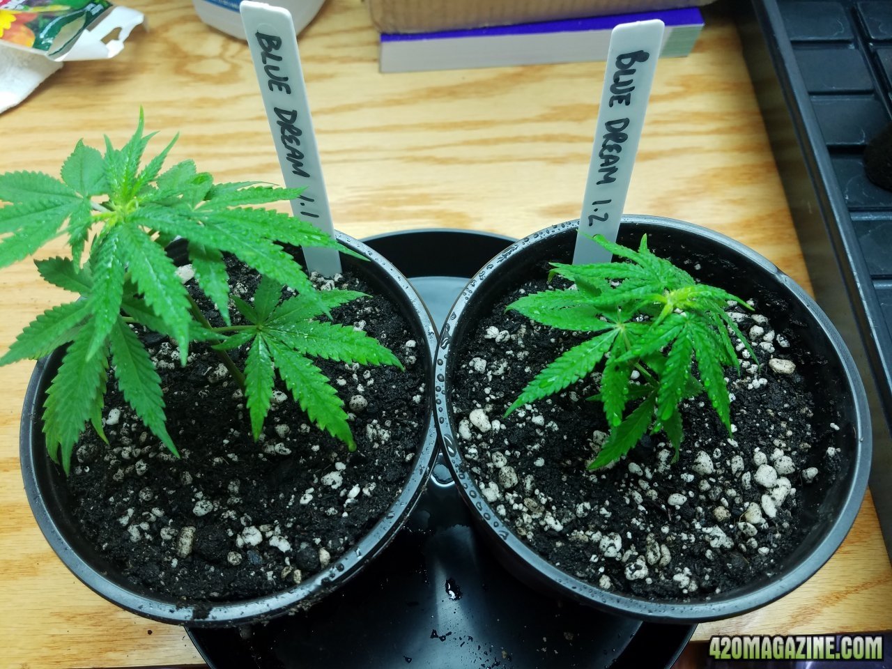 041718 Blue Dream Clones 4.jpg