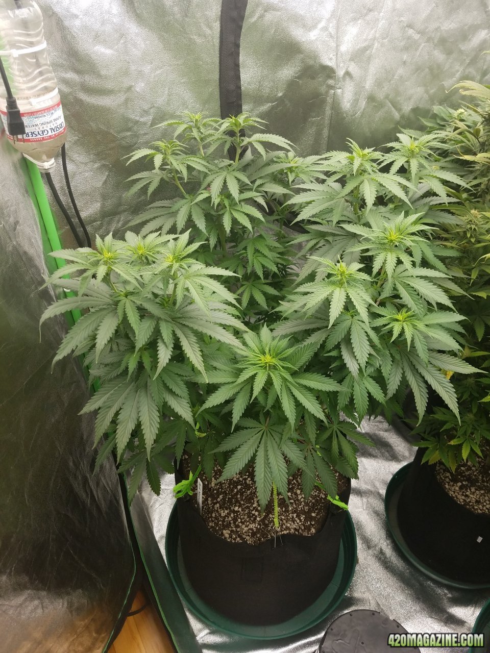 041918 Blue Dream Flip Day 6 2.jpg