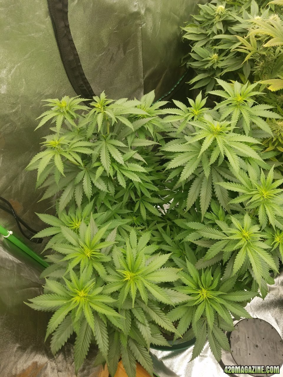 041918 Blue Dream Flip Day 6 4.jpg