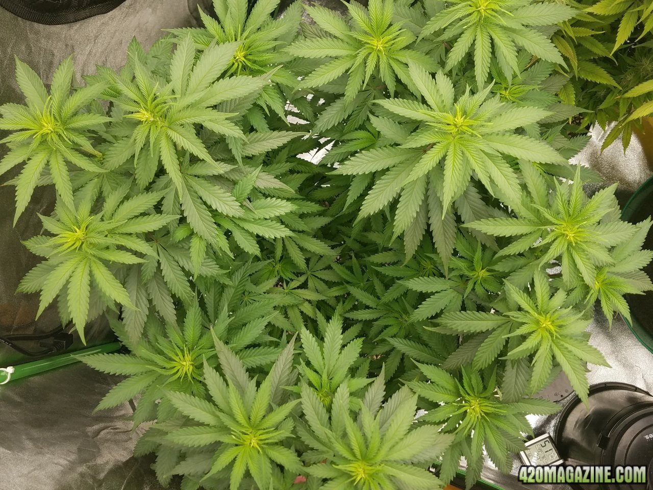 041918 Blue Dream Flip Day 6 7.jpg