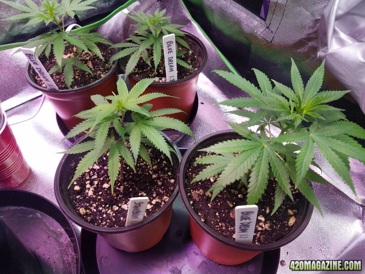 042518 Clones Day 15 1.jpg