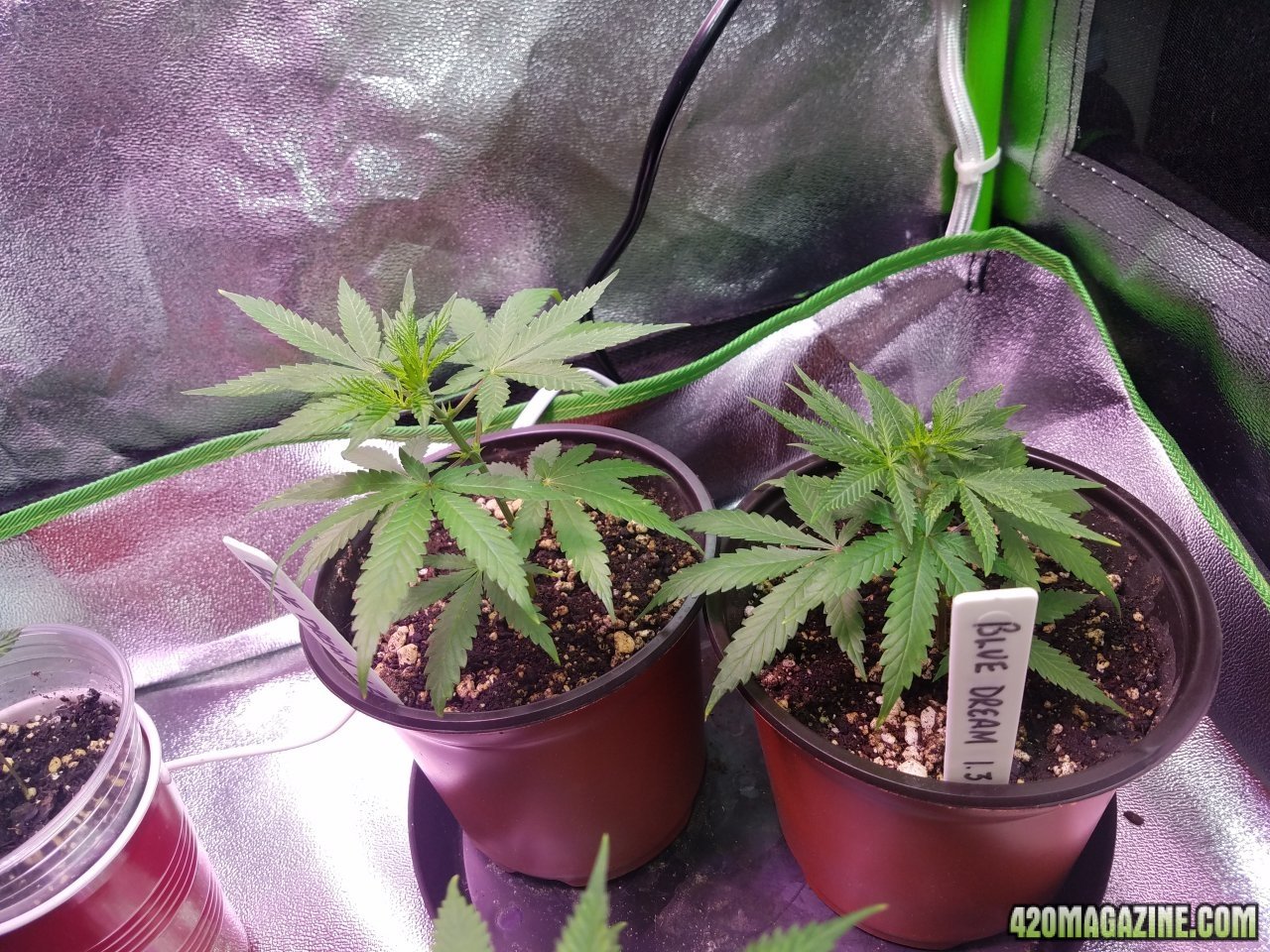 042518 Clones Day 15 2.jpg