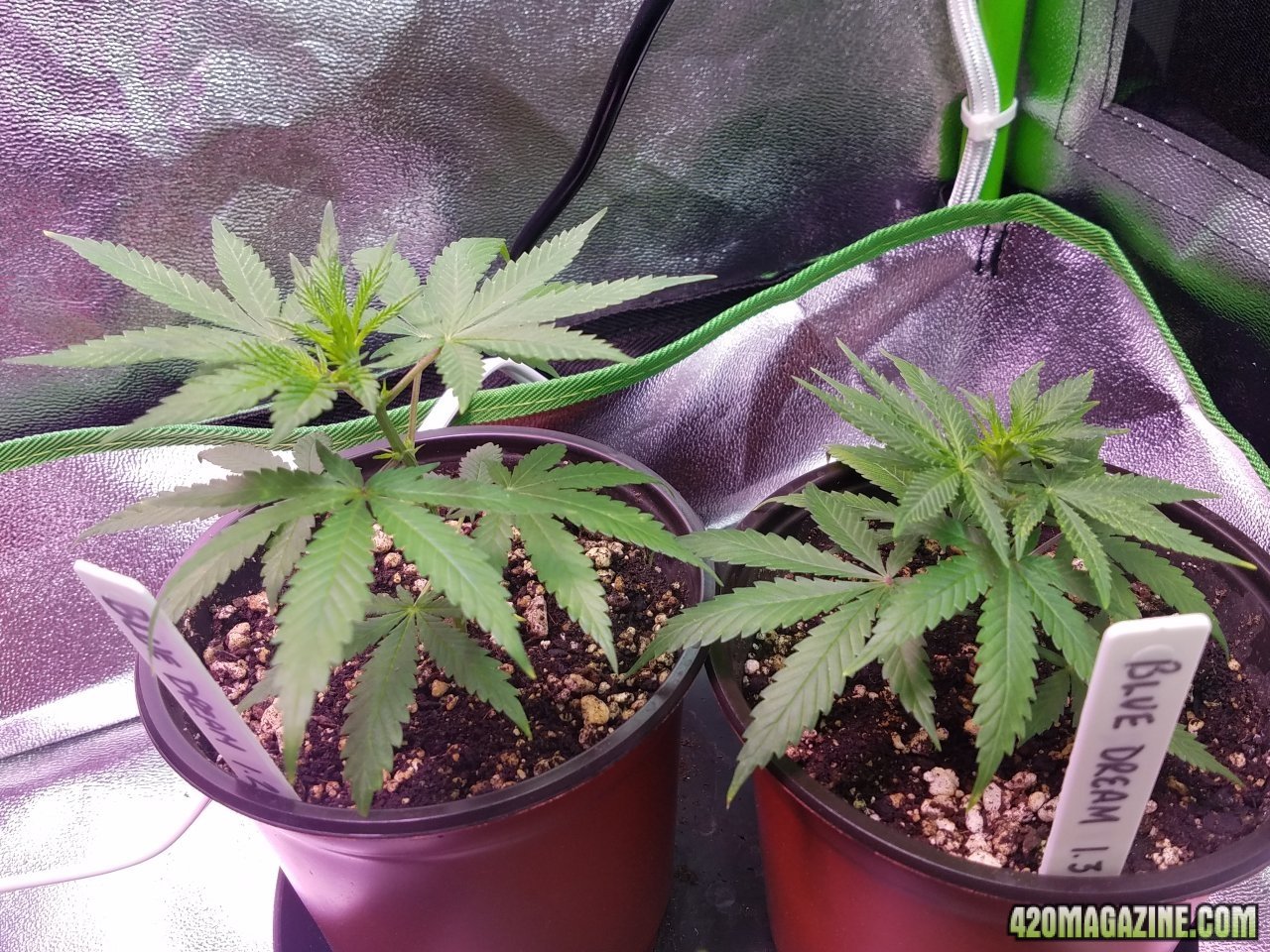 042518 Clones Day 15 3.jpg