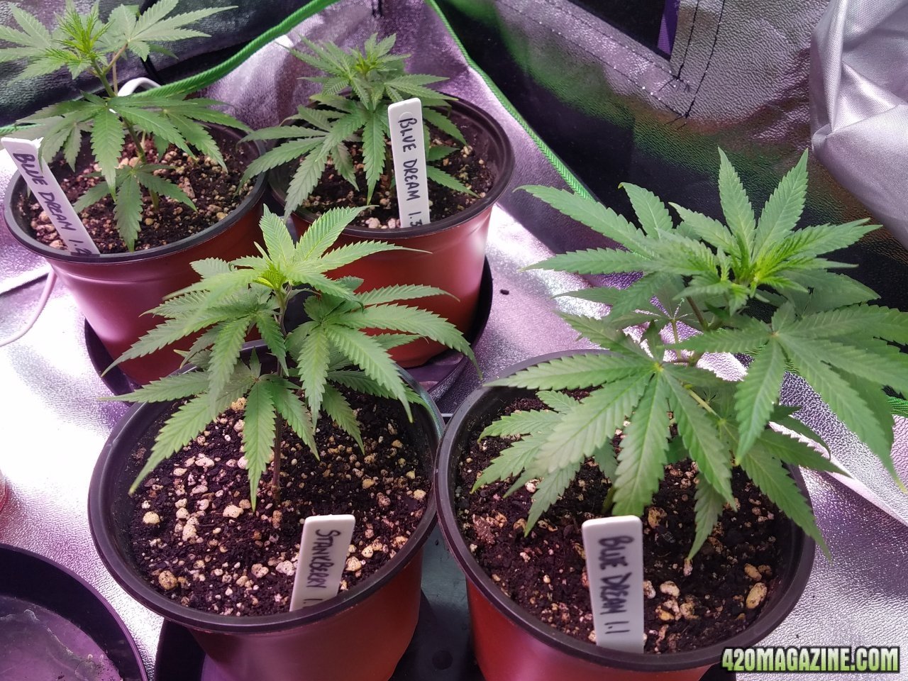 042518 Clones Day 15 4.jpg