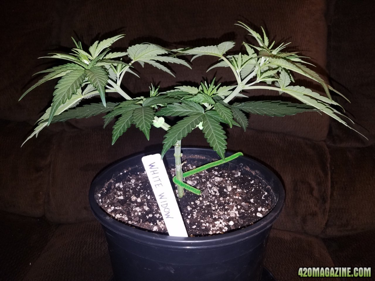 042918 White Widow Veg Day 28 1.jpg