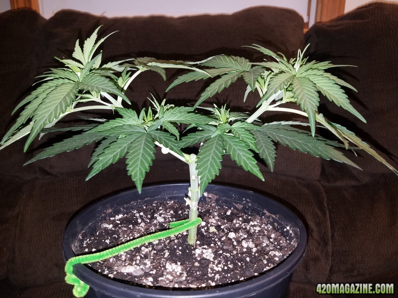 042918 White Widow Veg Day 28 2.jpg