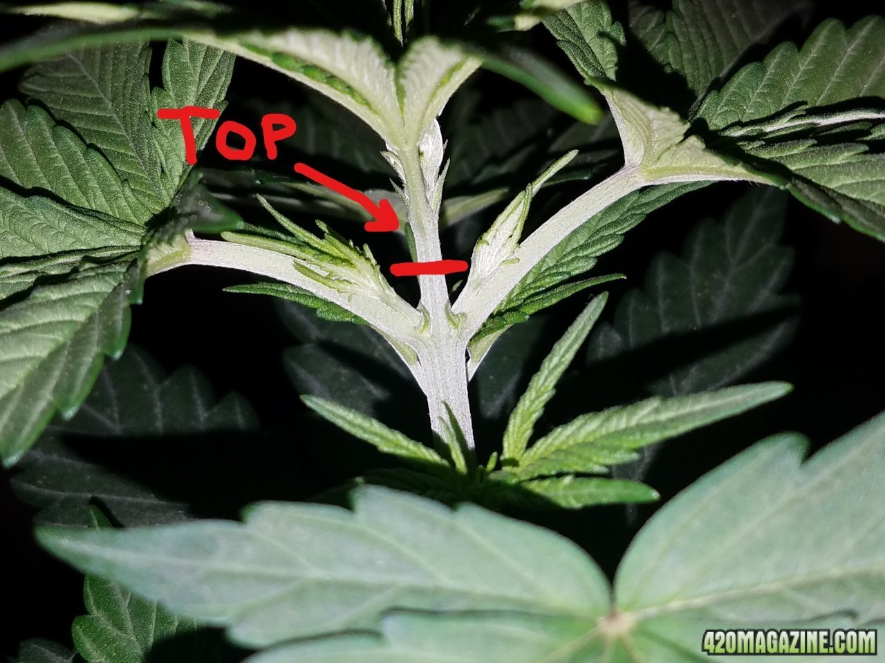 042918 White Widow Veg Day 28 4.jpg