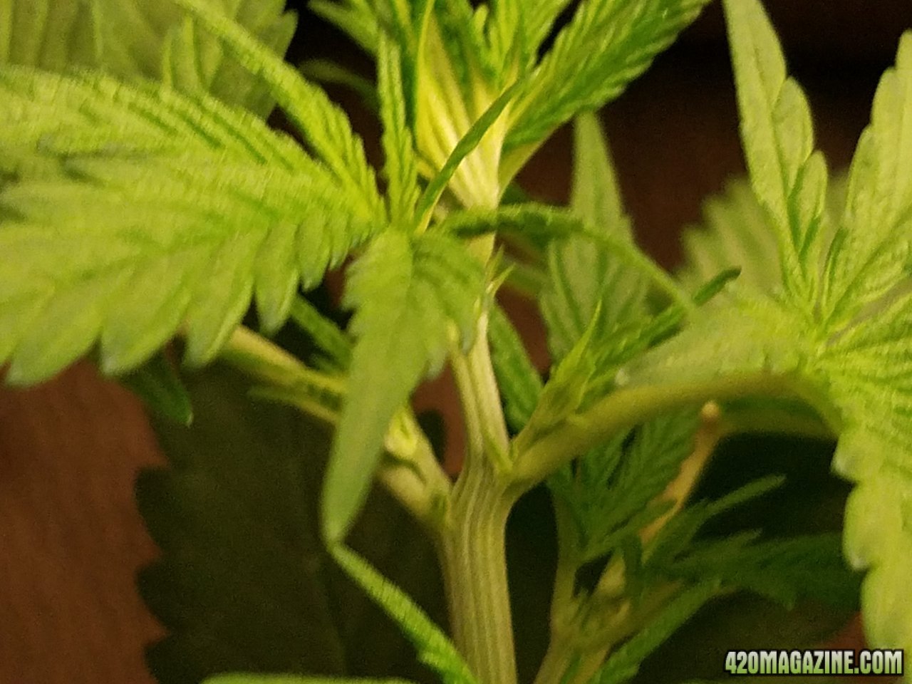 042918 White Widow Veg Day 28 5.jpg