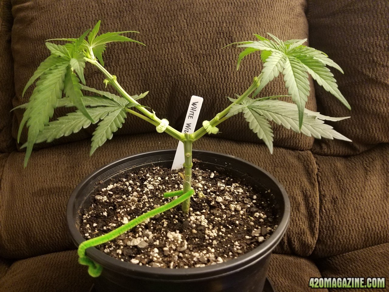 042918 White Widow Veg Day 28 7.jpg