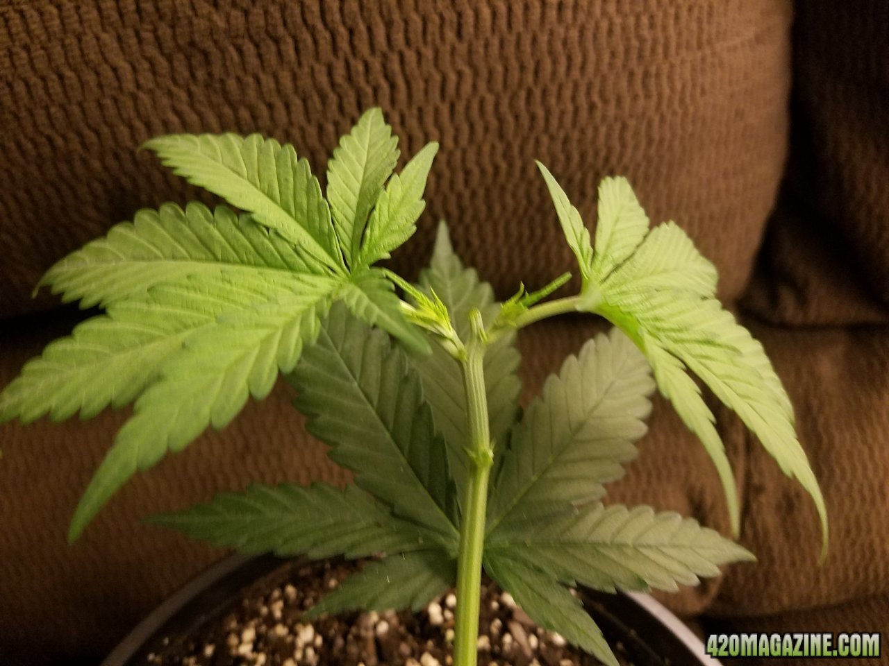 042918 White Widow Veg Day 28 8.jpg