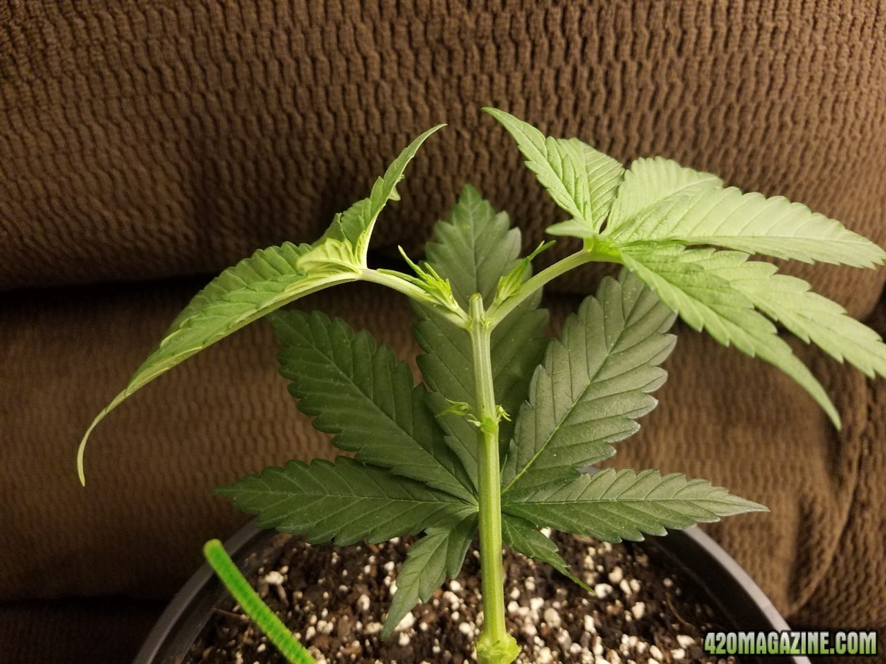 042918 White Widow Veg Day 28 9.jpg