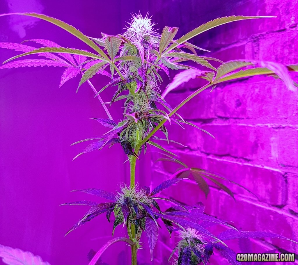 05-07-18a Flowering Close Up Day 26.jpg