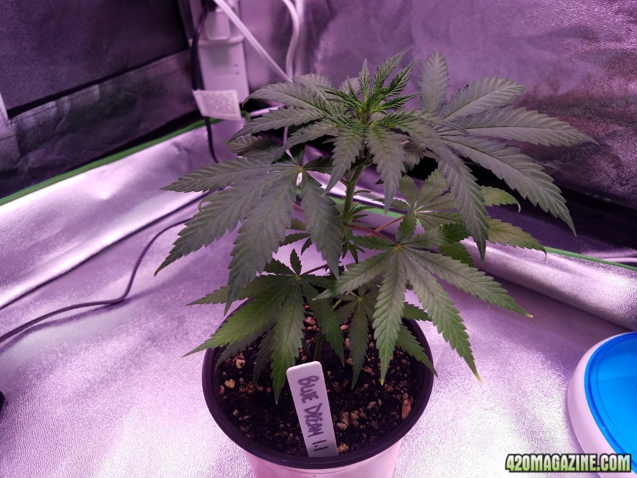 050218 Blue Dream 1.1 Day 22 Day 15 in Dirt 1.jpg