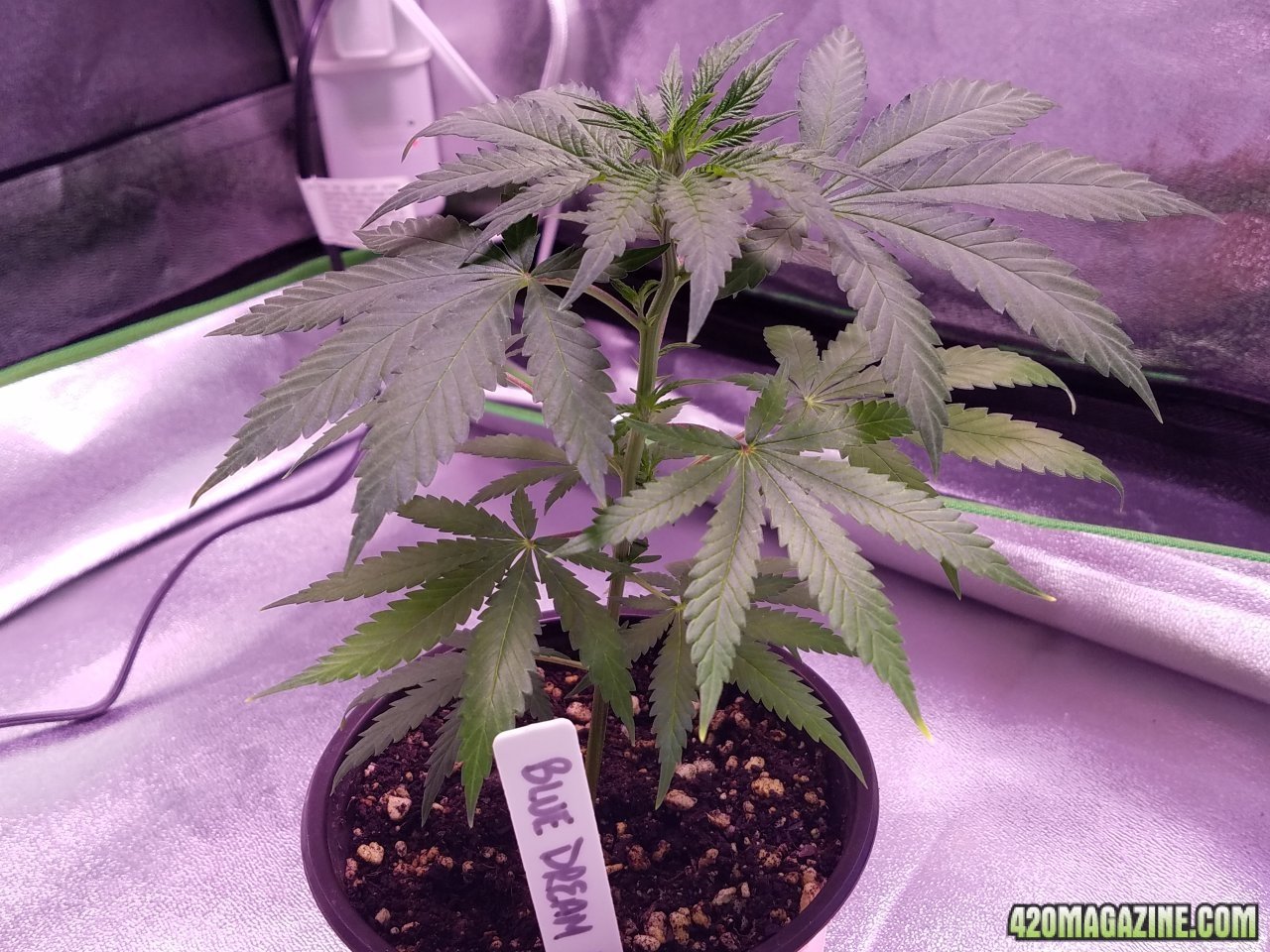 050218 Blue Dream 1.1 Day 22 Day 15 in Dirt 2.jpg