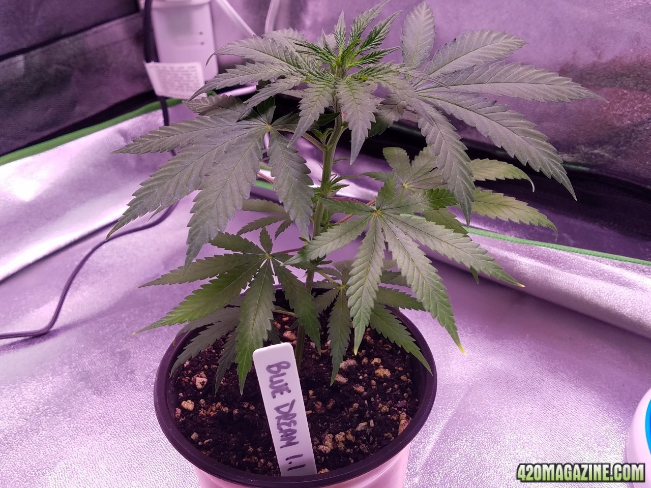 050218 Blue Dream 1.1 Day 22 Day 15 in Dirt 3.jpg