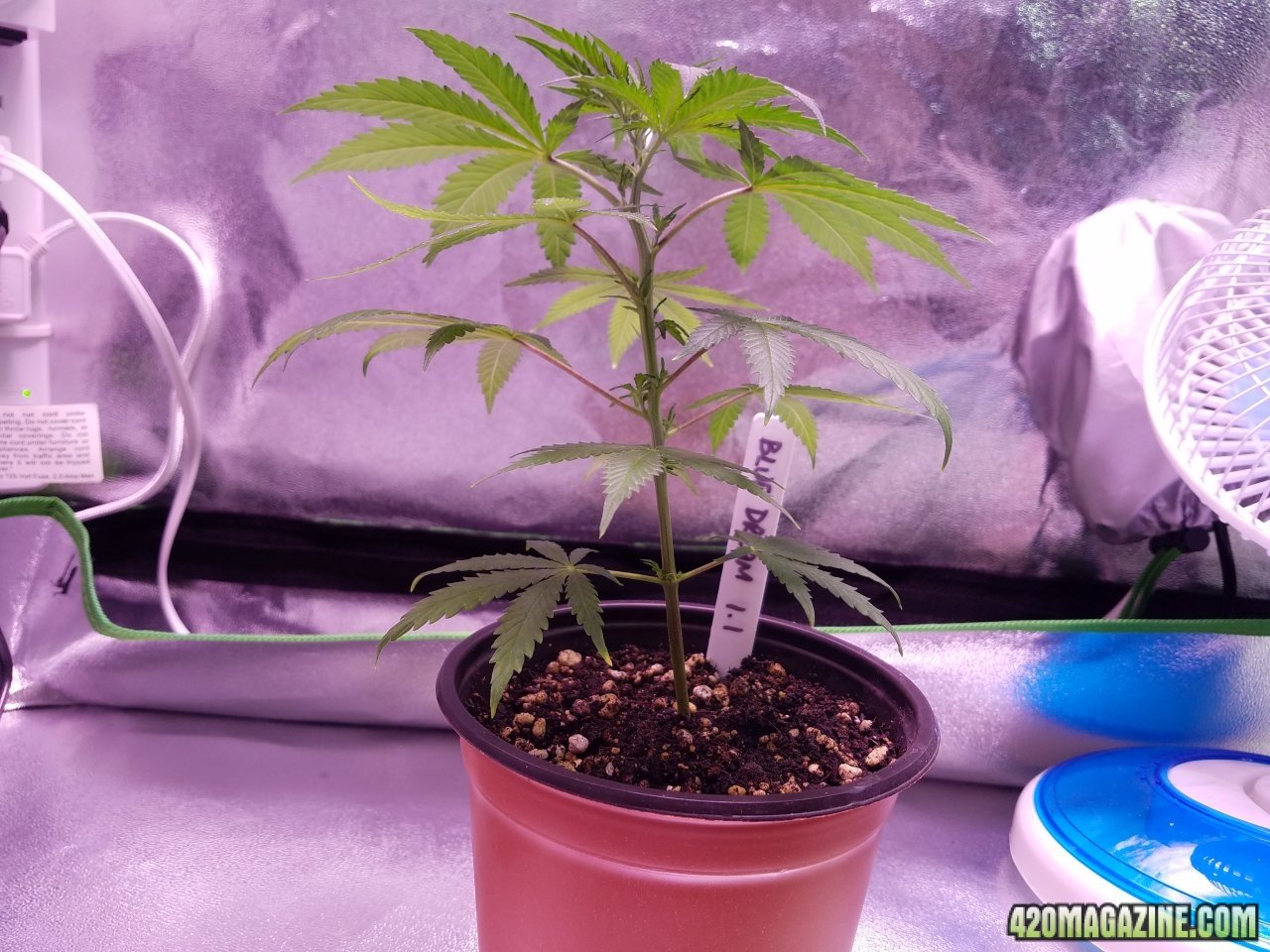 050218 Blue Dream 1.1 Day 22 Day 15 in Dirt 4.jpg