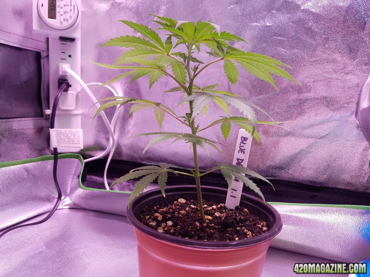 050218 Blue Dream 1.1 Day 22 Day 15 in Dirt 5.jpg