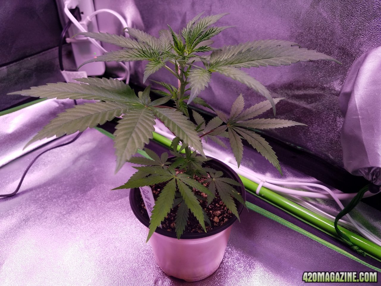 050218 Blue Dream 1.2 Day 22 Day 15 in Dirt 2.jpg