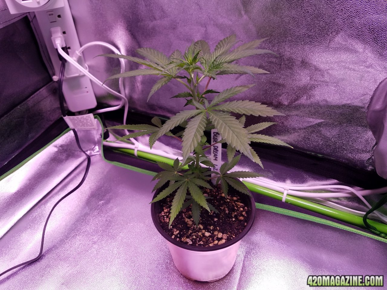 050218 Blue Dream 1.2 Day 22 Day 15 in Dirt 4.jpg