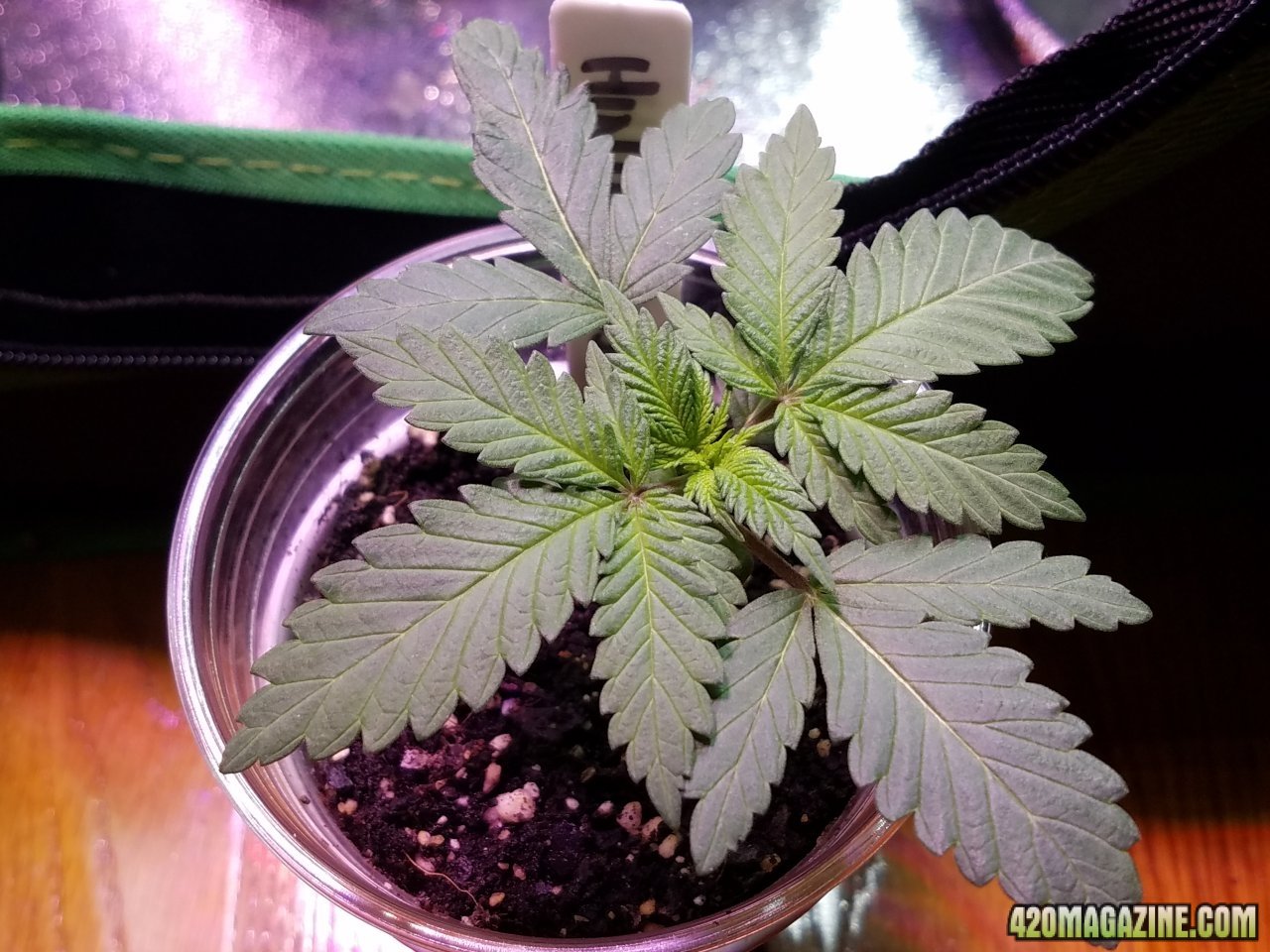 050218 Hindu Kush Veg Day 8 2.jpg