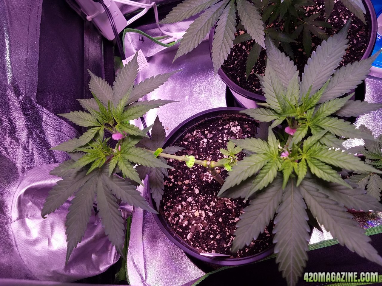 050418 White Widow Veg Day 33 1.jpg