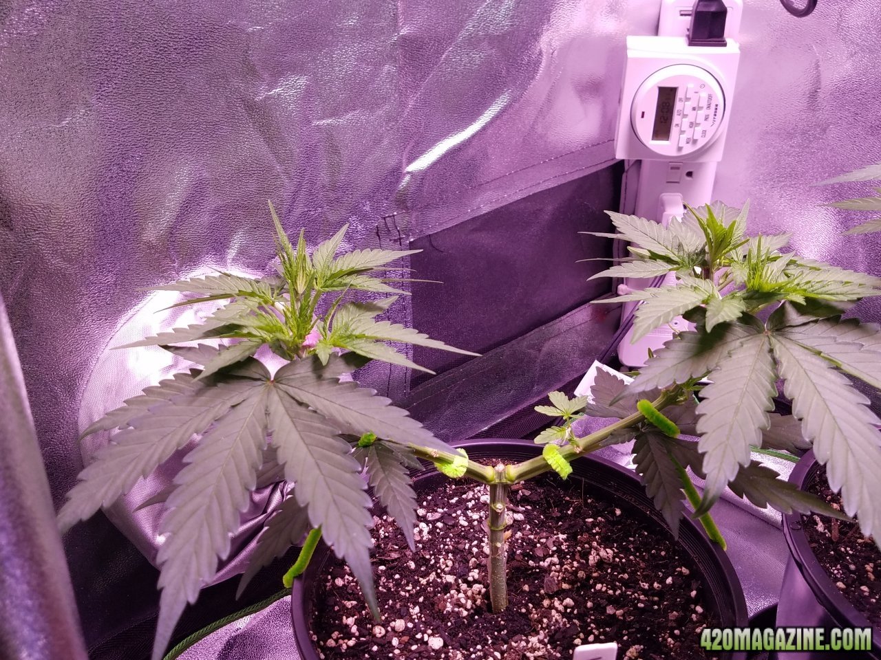 050418 White Widow Veg Day 33 2.jpg