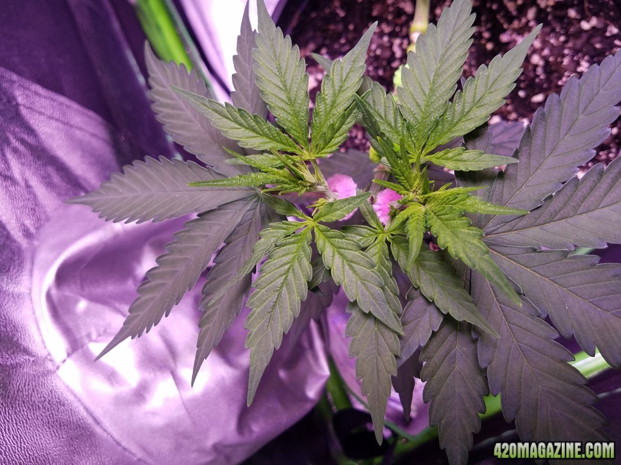 050418 White Widow Veg Day 33 3.jpg