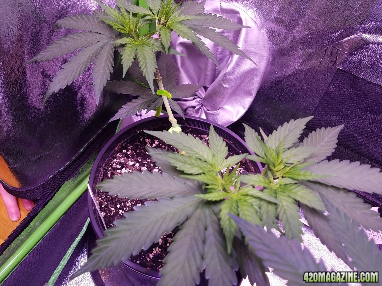 050418 White Widow Veg Day 33 4.jpg