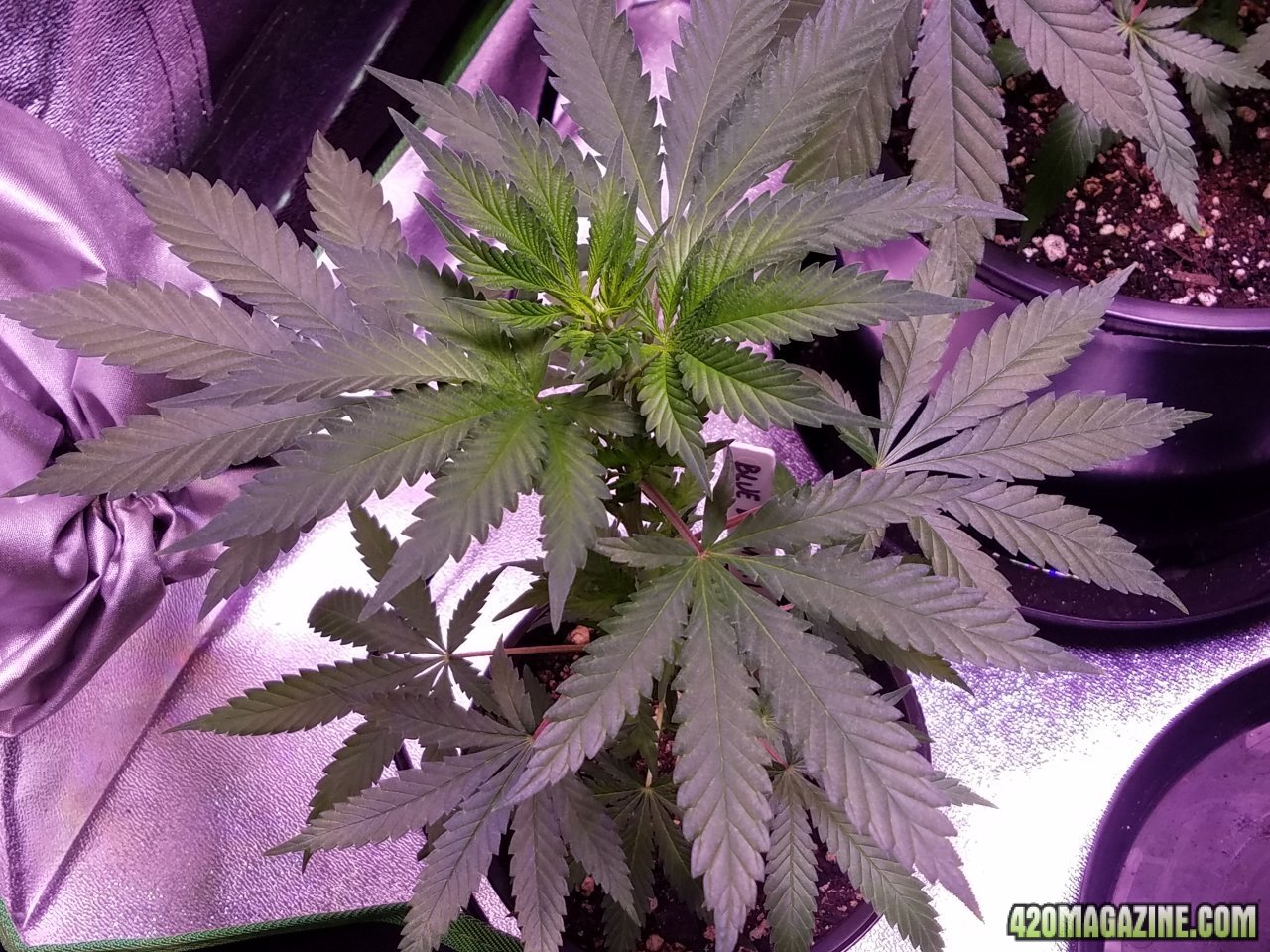 050718 Blue Dream 1.1 Day 27, Day 20 with Roots 2.jpg