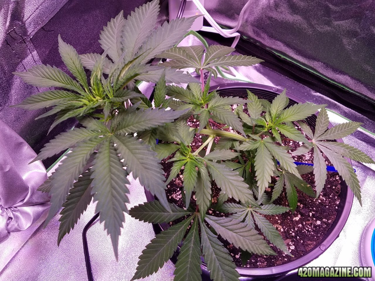 050718 Blue Dream 1.2 Day 27, Day 20 with Roots 2.jpg