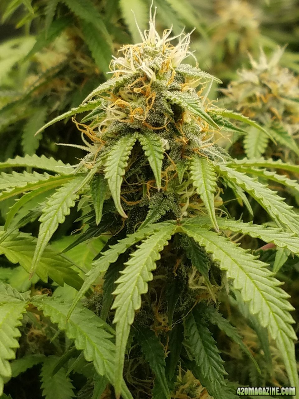 050818 Jack Herer Auto Day 82 Pistils Day 33 13.jpg