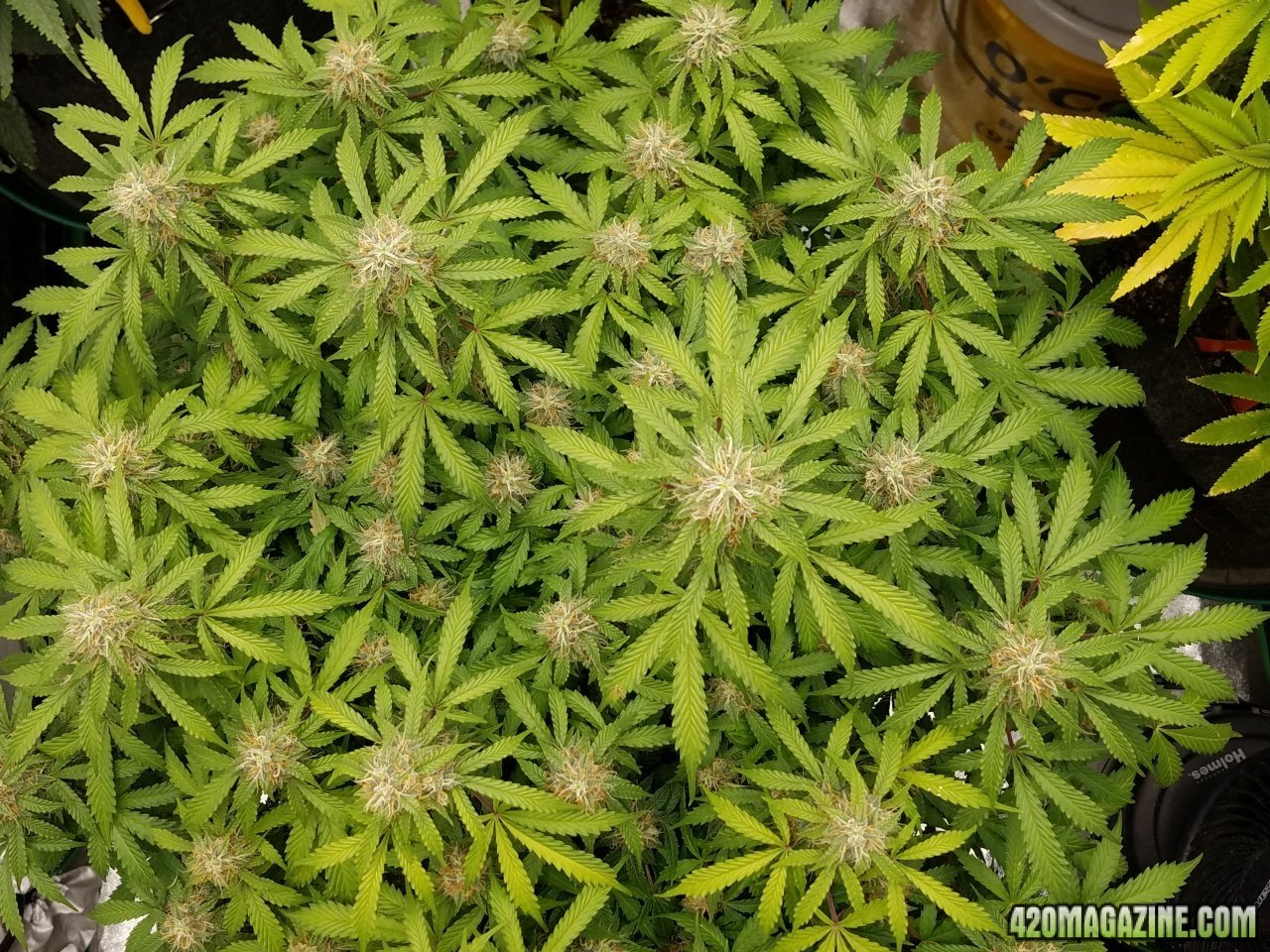 050818 Jack Herer Auto Day 82 Pistils Day 33 4.jpg