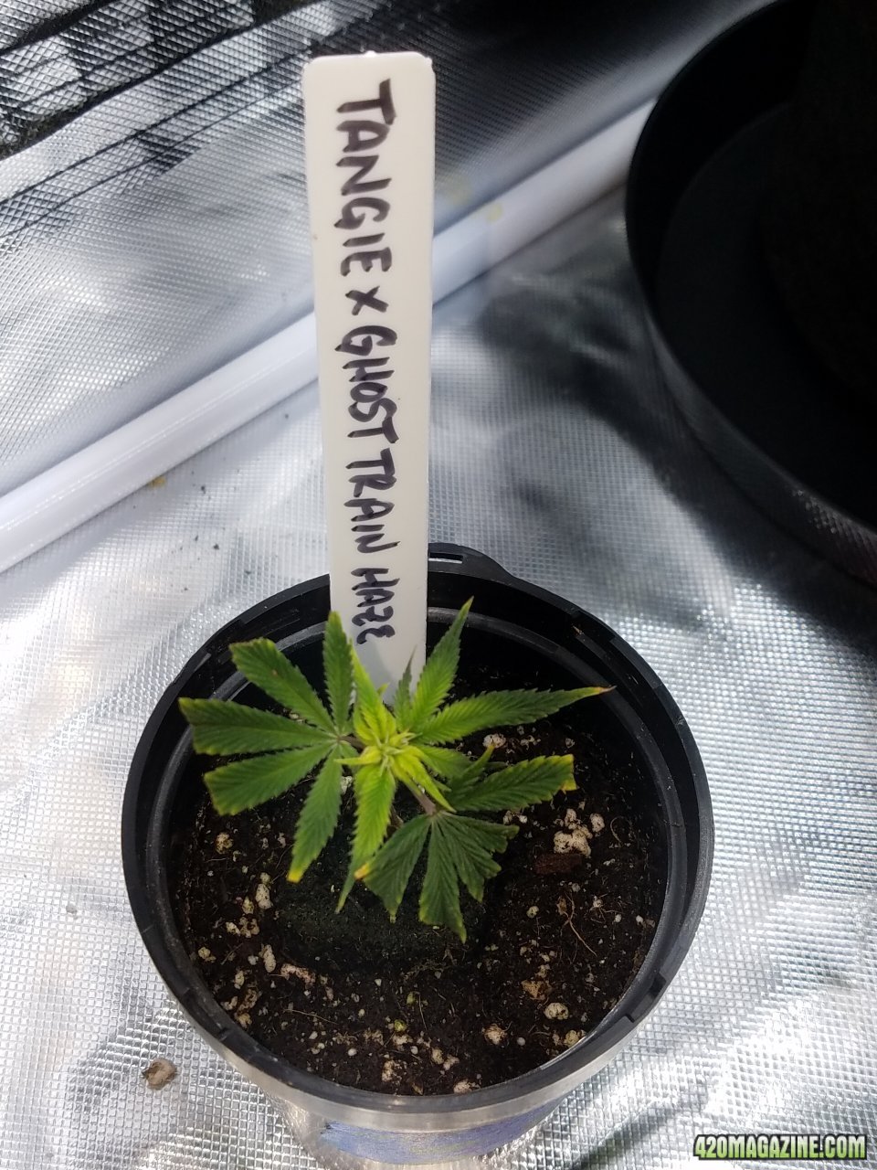 051018 Tangie x GTH Clone 1.jpg