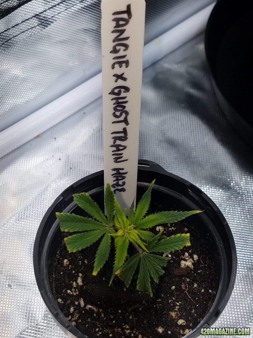 051018 Tangie x GTH Clone 2.jpg