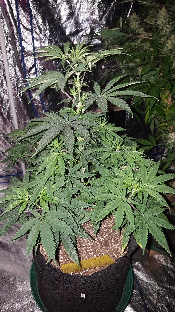 051019 GDP #3 Flip Day 1 6.jpg