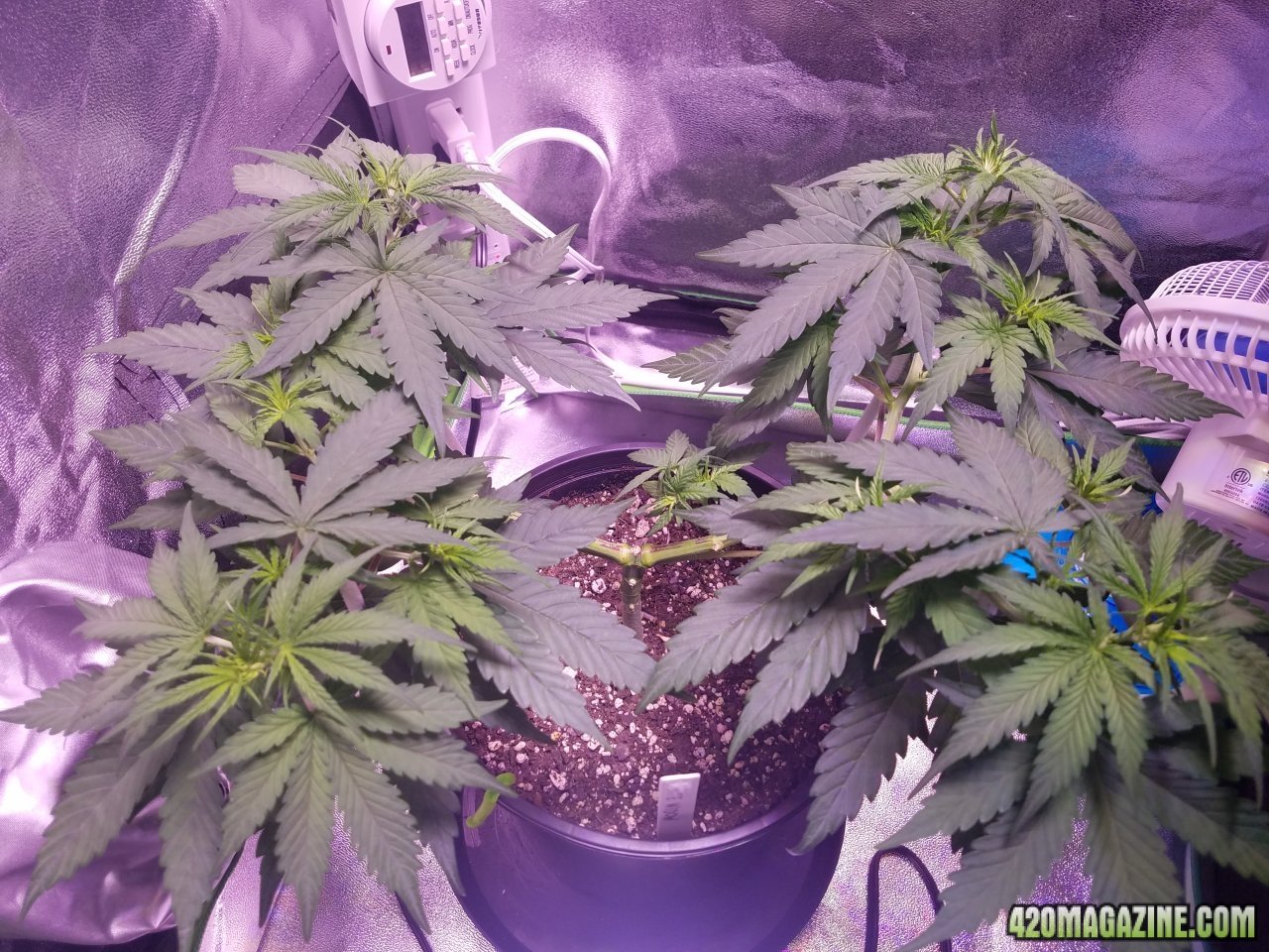 051118 White Widow Veg Day 41 1.jpg