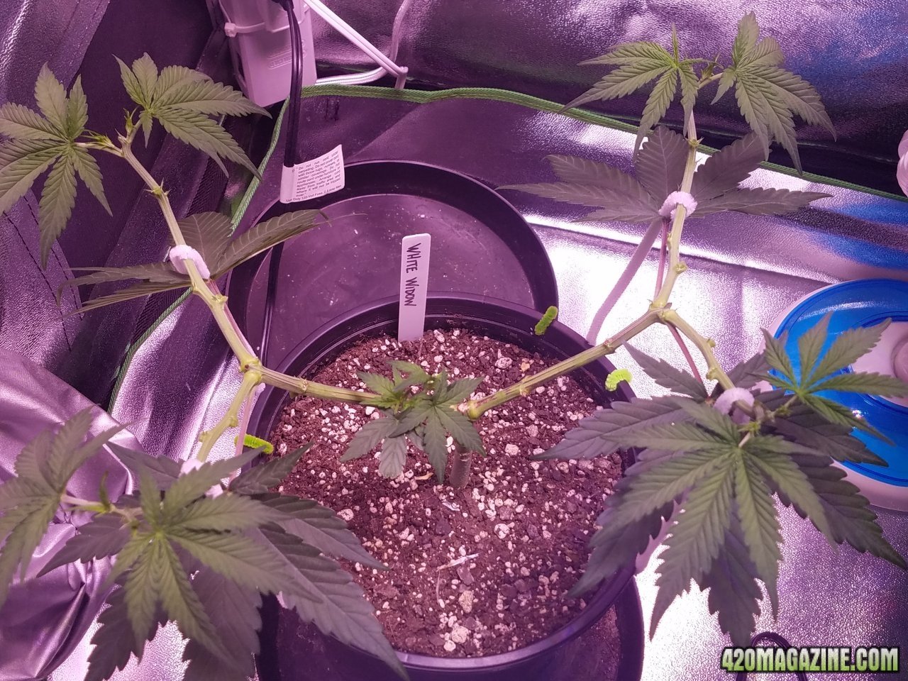 051118 White Widow Veg Day 41 12.jpg